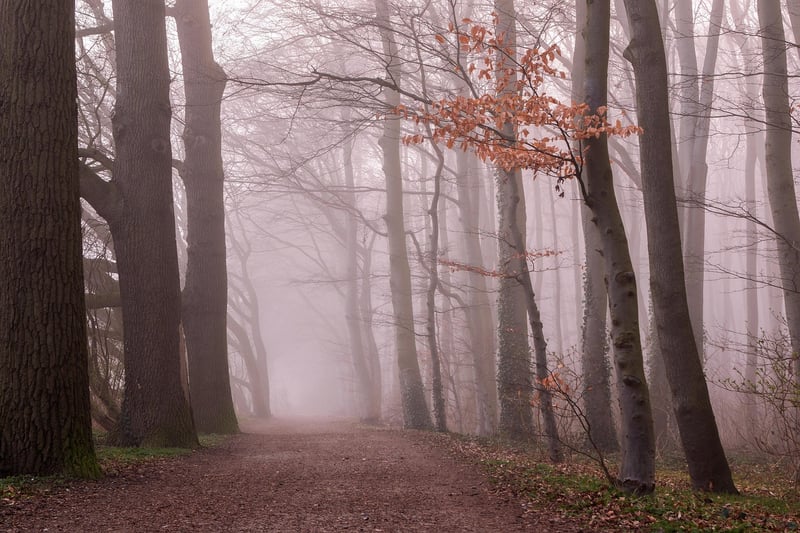 Magical Groves
