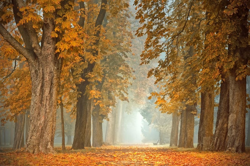 Dreamy Forest